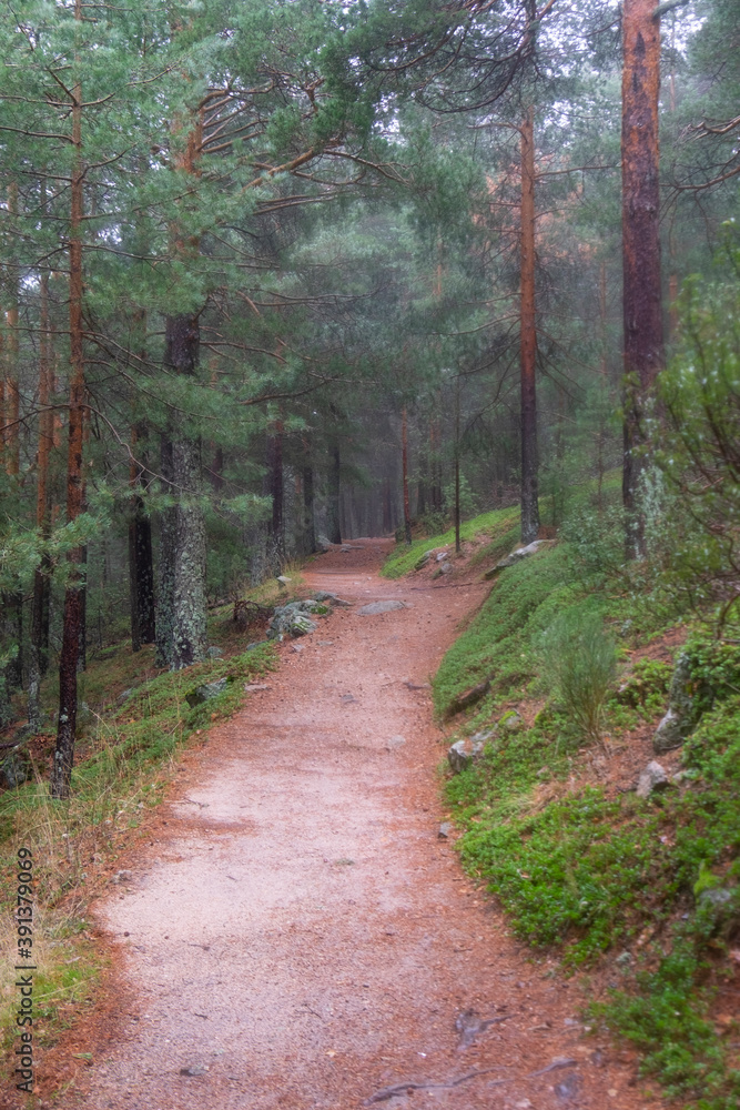 path in the woods path in the woods