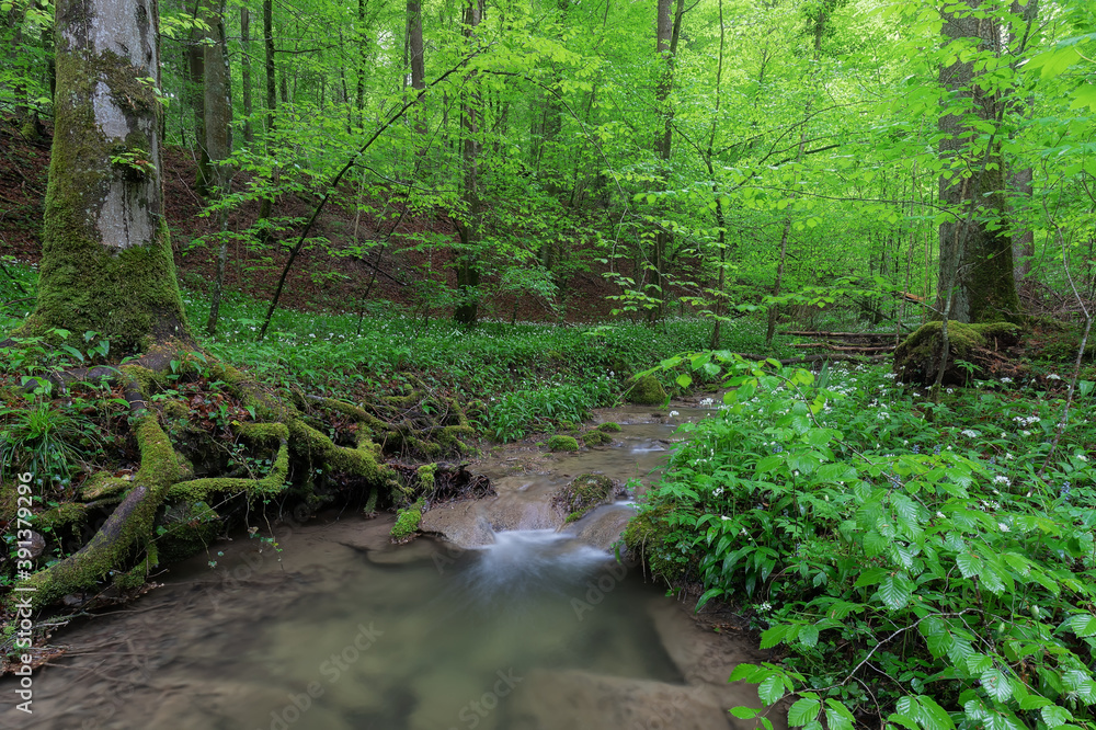 Fototapeta premium IM BÄRLAUCHWALD 