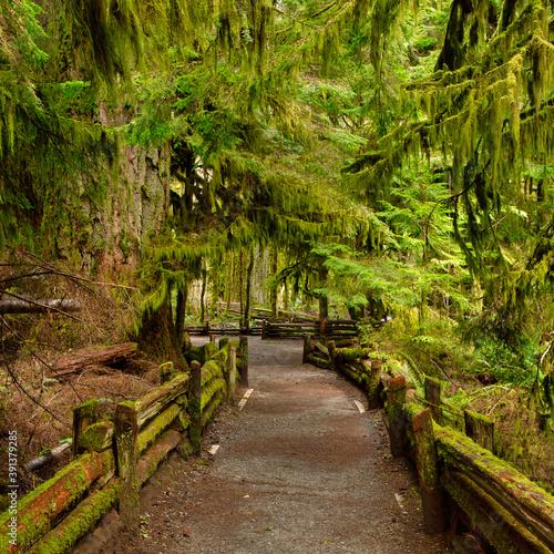 Beautiful View of a pathway Trail in the Rain Forest. Taken in MacMillan Provincial Park  Vancouver Island  British Columbia  Canada.
