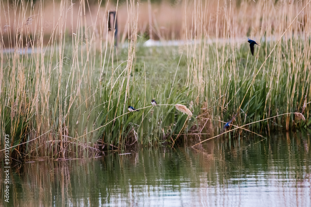 Fototapeta premium Jaskółki bujające się na trzcinie nad wodą