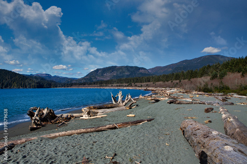 Huge bitten tree trunk washed up on a beach, Vacouver Islands, British Columbia, Canada