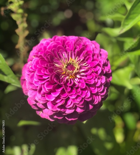 Fleur violet