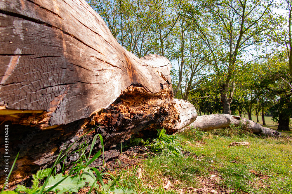 parco pubblico albero tronco caduto al macero, Dollis Hill, Gladstone Park parco pubblico albero tronco caduto al macero, Dollis Hill, Gladstone Park
