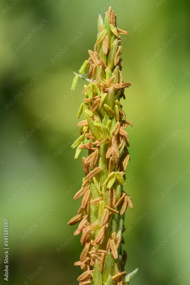 Close-up and detailed image of pollen on a corn blossom in summer, against a green background Close-up and detailed image of pollen on a corn blossom in summer, against a green background