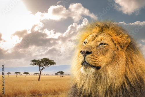 Photography Proud African Lion Closeup With Kenya Background