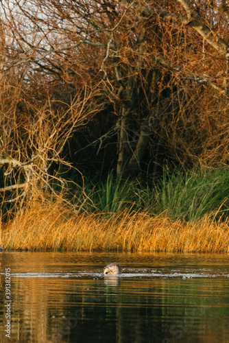 Wide angle view of an otter eating a fish in Cranberry Lake photo