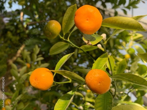 Wallpaper Mural orange tree with fruits Torontodigital.ca