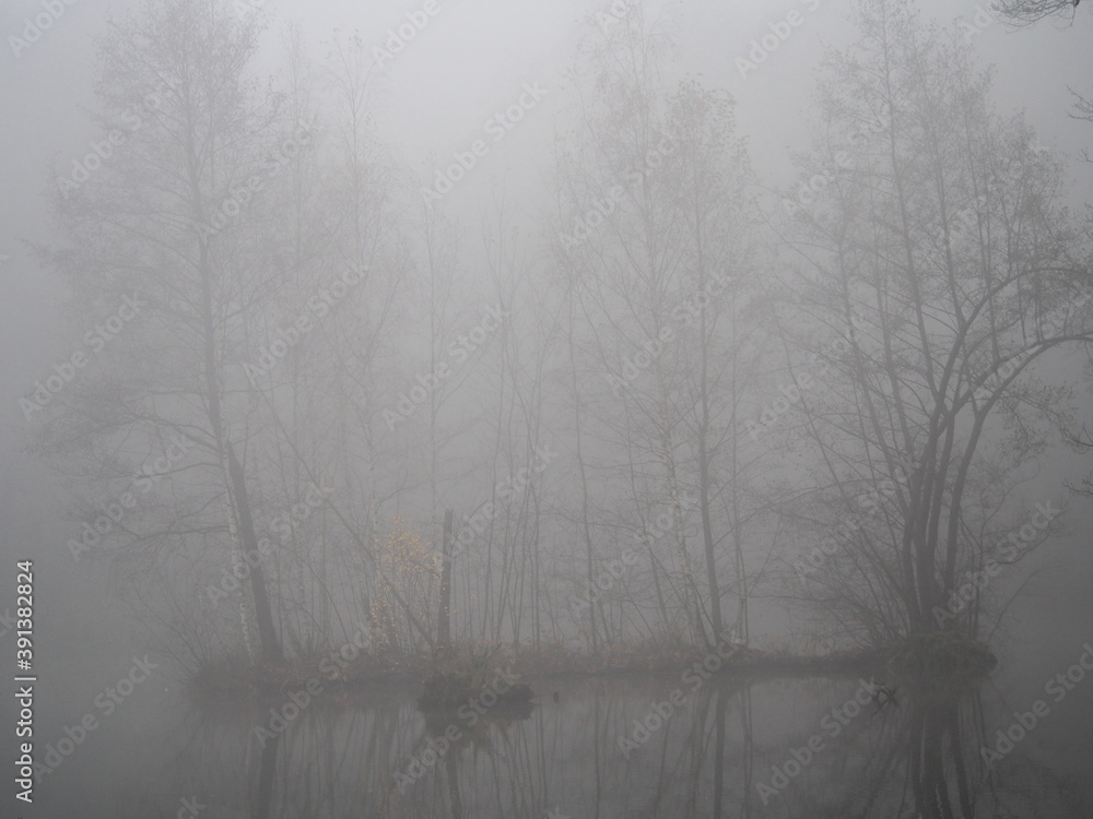 november afternoon in white thick fog, walk in the castle forest park in dry weather, trees in the gray afternoon november afternoon in white thick fog, walk in the castle forest park in dry weather, trees in the gray afternoon
