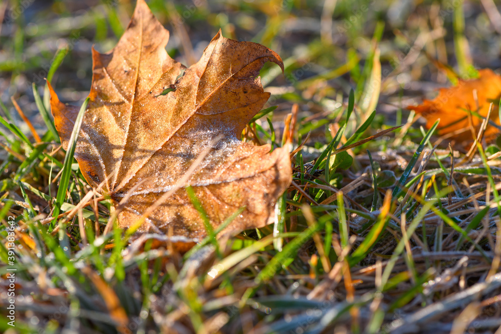 Yellow autumn maple leaf covered with the first frost on the ground in green grass in the light of sunlight. Close up. Yellow autumn maple leaf covered with the first frost on the ground in green grass in the light of sunlight. Close up.