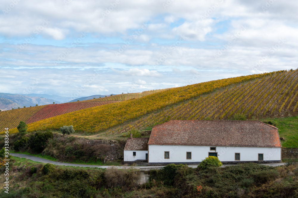 Colorful autumn landscape of oldest wine region in world Douro valley in Portugal, different varietes of grape vines growing on terraced vineyards, production of red, white and port wine. Colorful autumn landscape of oldest wine region in world Douro valley in Portugal, different varietes of grape vines growing on terraced vineyards, production of red, white and port wine.