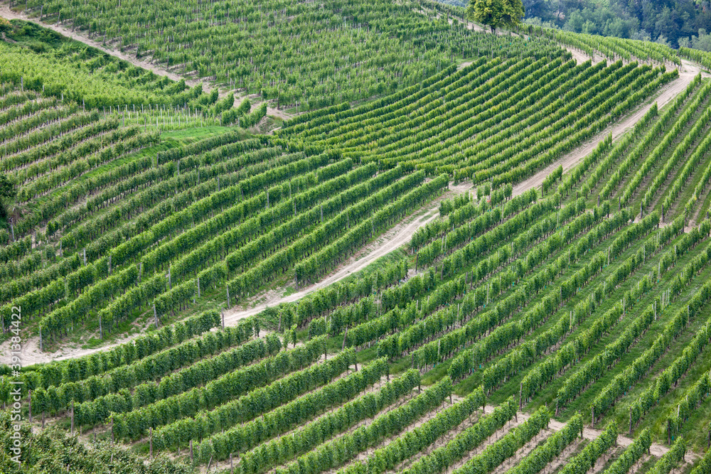 vineyards in Provence France