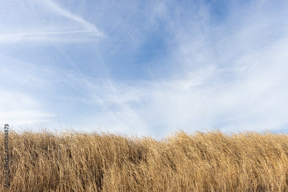 High Dried Grass in the steppe and blue sky landscape High Dried Grass in the steppe and blue sky landscape