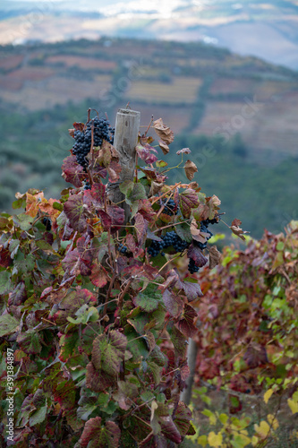 Colorful leaves and ripe black grapes on terraced vineyards of Douro river valley near Pinhao in autumn, Portugal photo