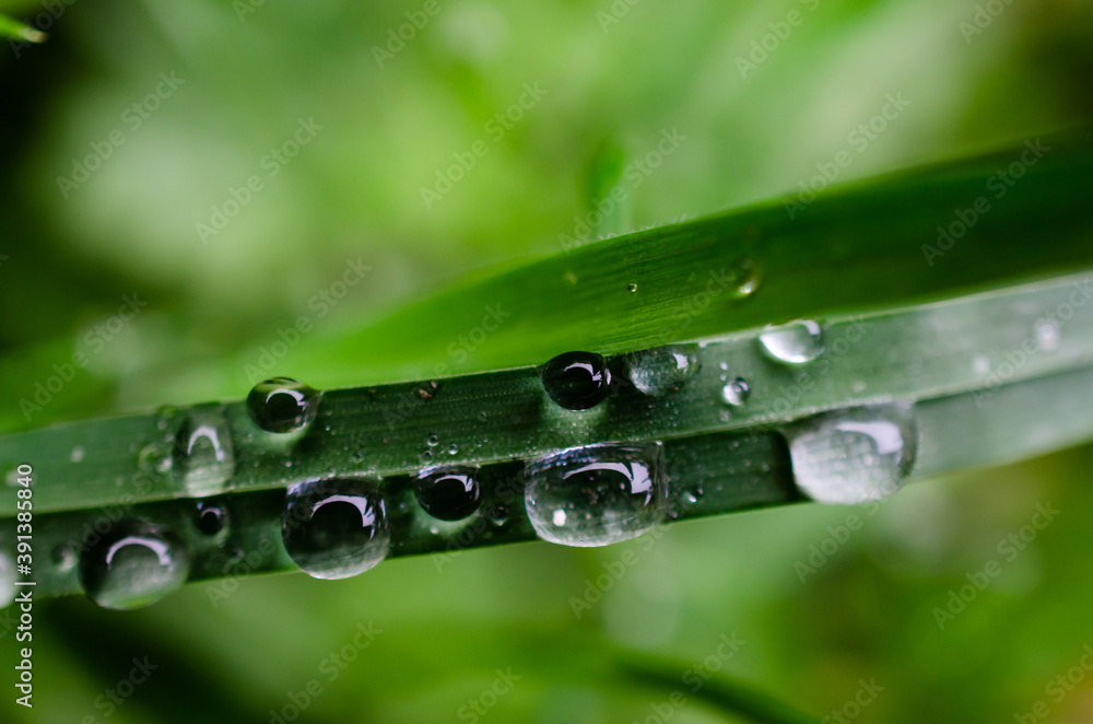 Close-up morning dew water droplets Close-up morning dew water droplets