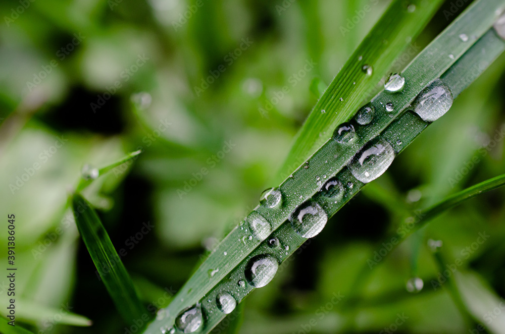 Close-up morning dew water droplets Close-up morning dew water droplets
