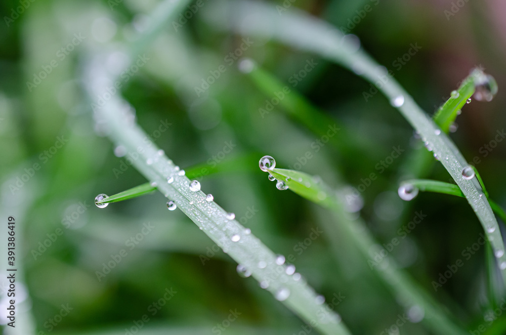Close-up morning dew water droplets Close-up morning dew water droplets