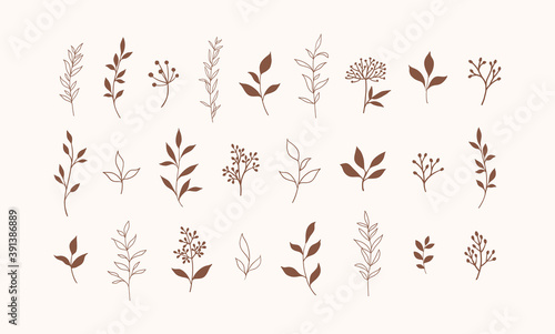 Set of vector plants and herbs. Hand drawn floral elements. © Oleksandra