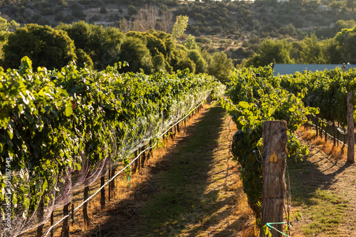 View down a long row of grapevines growing on trellis in vineyard photo