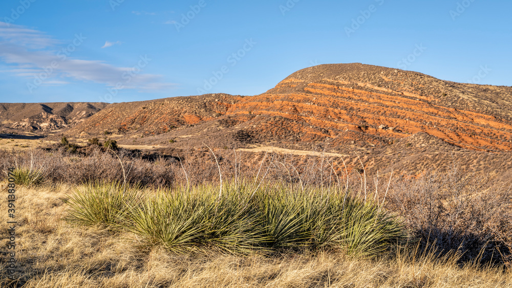 yuca plants in Colorado foothills in fall scenery - Red Mountain Open Space, recreational area maintained by city of Fort Collins yuca plants in Colorado foothills in fall scenery - Red Mountain Open Space, recreational area maintained by city of Fort Collins