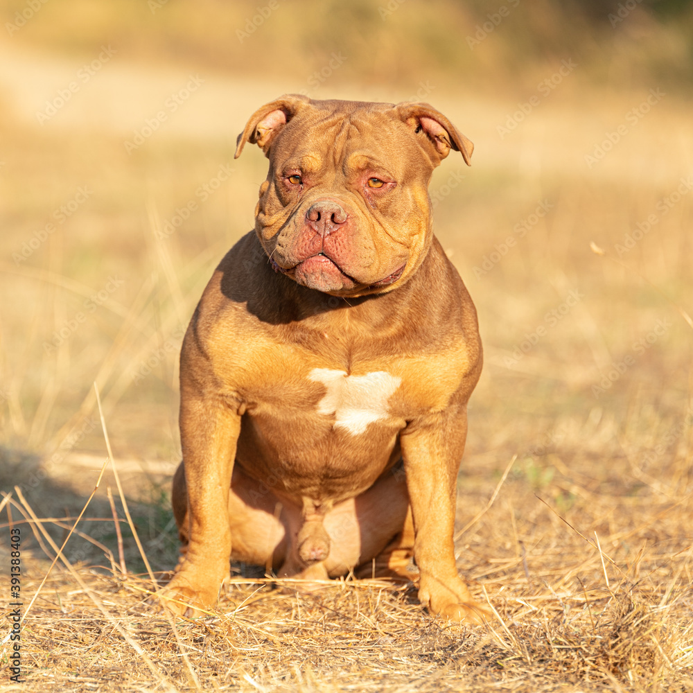Young american bully Young american bully