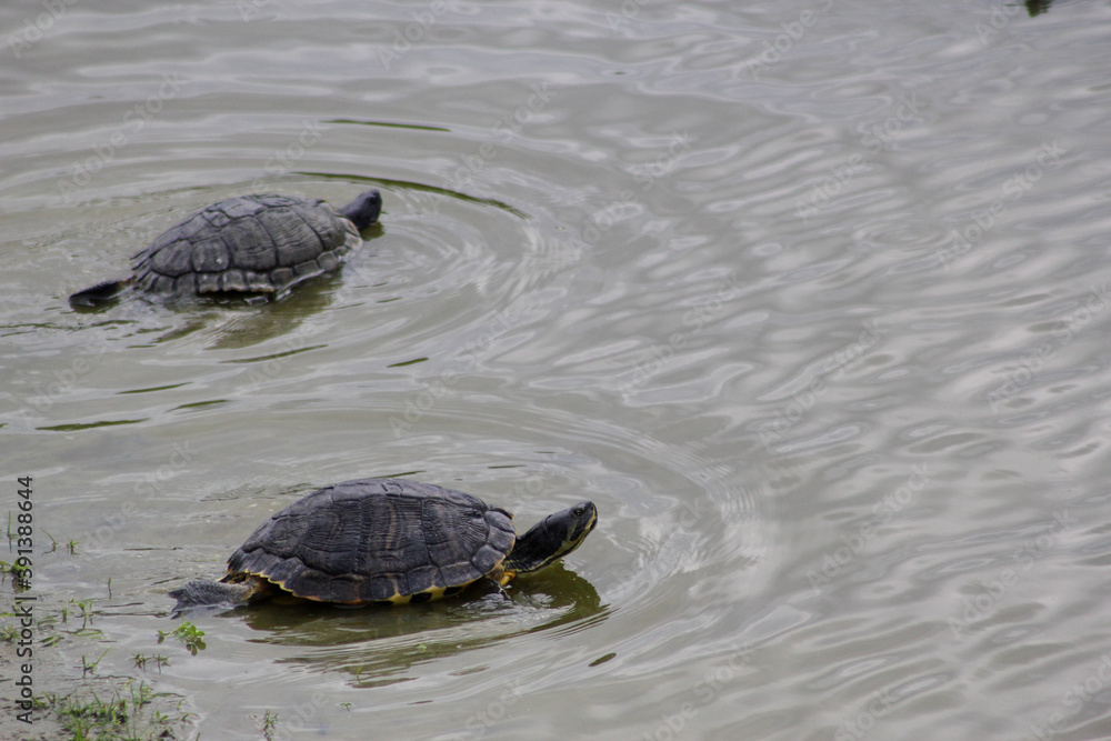 Fototapeta premium turtles on the water