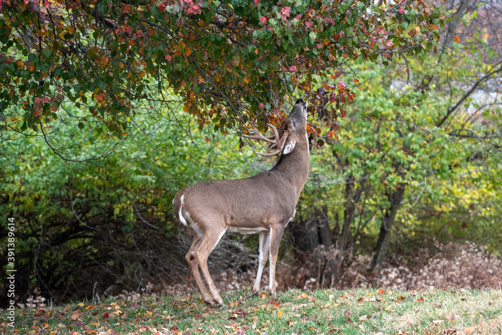 White-tailed deer buck in fall