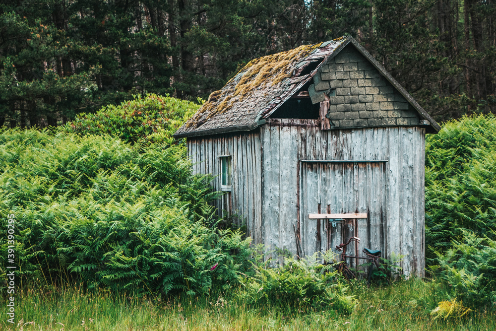 Abandoned Shack in a Scottish Forest Abandoned Shack in a Scottish Forest