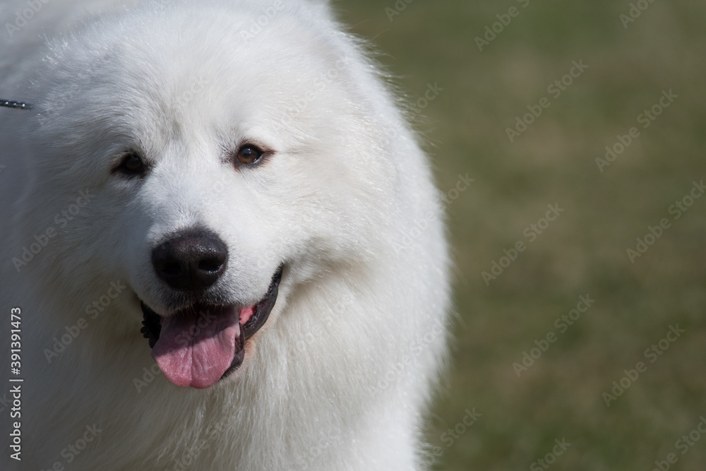 Great Pyrenees close up 