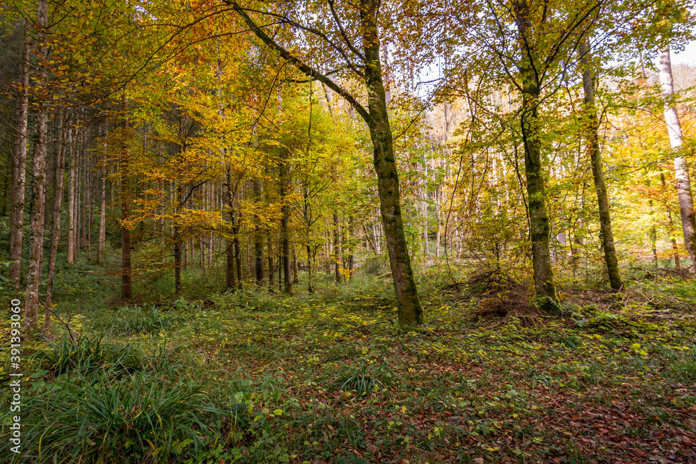 Fantastic autumn hike along the Aachtobel to the Hohenbodman observation tower