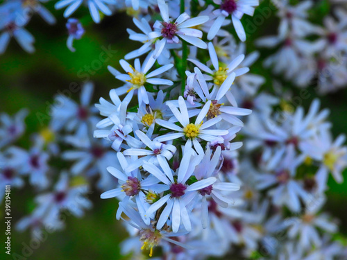 Blue aster flowers with white petals and both yellow and purple centers in closeup macro view of these beautiful flower blooms