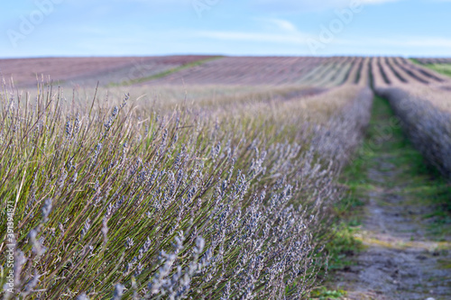 Lavender field in autumn.
