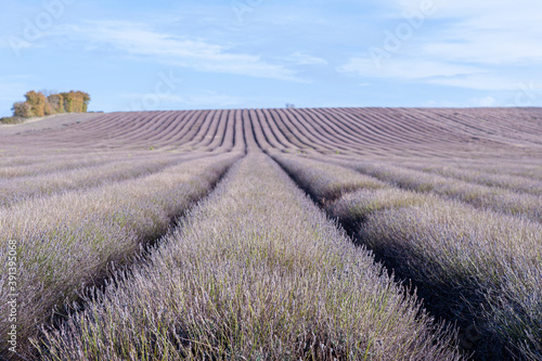 Lavender field in autumn.