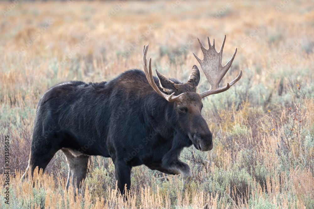 Bull moose in open meadow Bull moose in open meadow