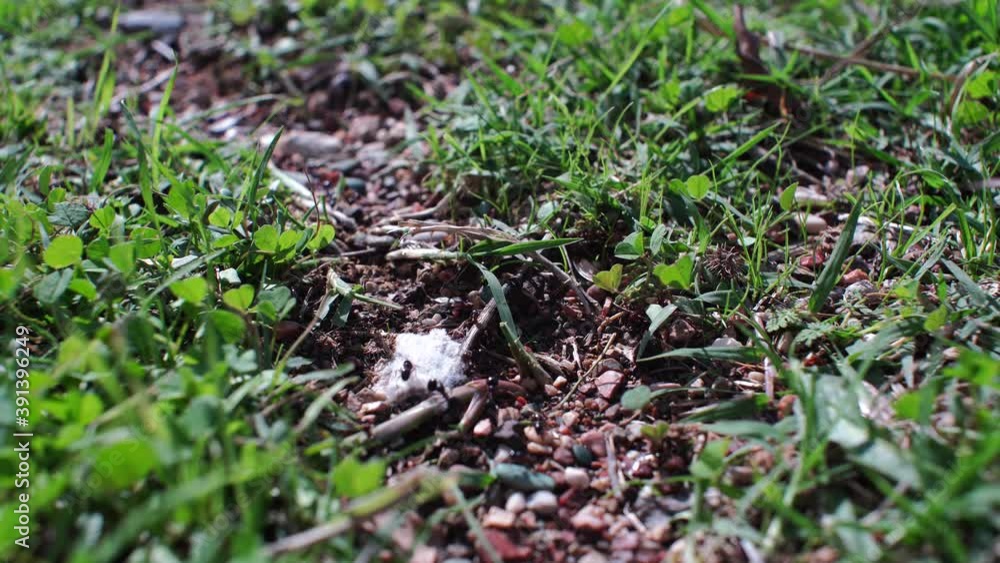 Ants creeping in the grass, shooting close-up camera movement Ants creeping in the grass, shooting close-up camera movement