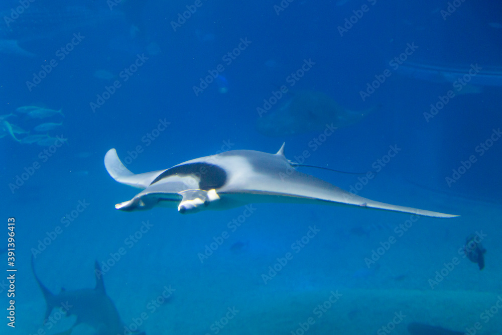 Obraz premium イトマキエイ