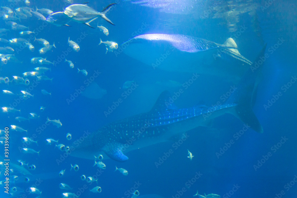 Fototapeta premium 二匹のジンベエザメ