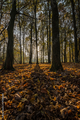 sun rays in a wood with fall foliage