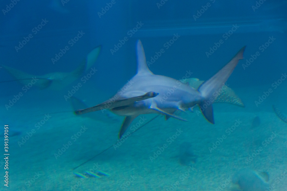 Obraz premium アカシュモクザメ