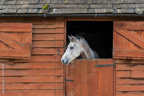 Fototapeta White horse in a stable looking out over half open dutch door.