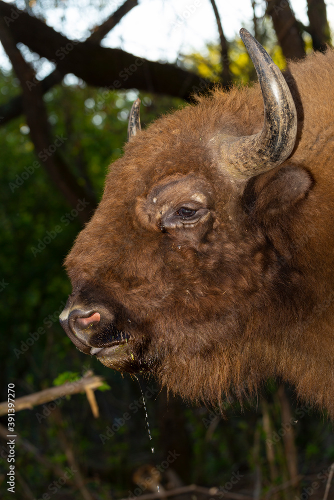European bison (Bison bonasus), also known as the wisent. Muzzle of an animal at close range. Bull drinks water. European bison (Bison bonasus), also known as the wisent. Muzzle of an animal at close range. Bull drinks water.