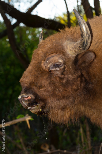 European bison (Bison bonasus), also known as the wisent. Muzzle of an animal at close range. Bull drinks water.