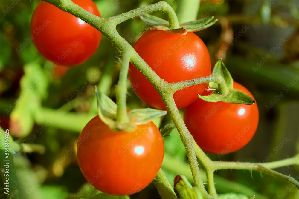 Branch with red mini tomatoes
