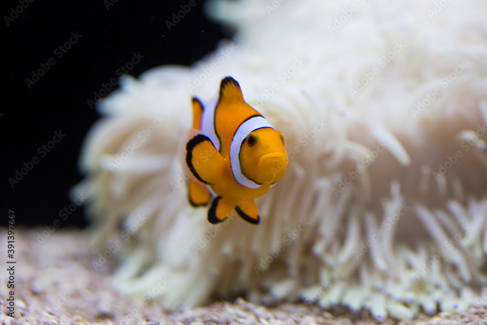 カクレクマノミとイソギンチャク Stock Photo Adobe Stock