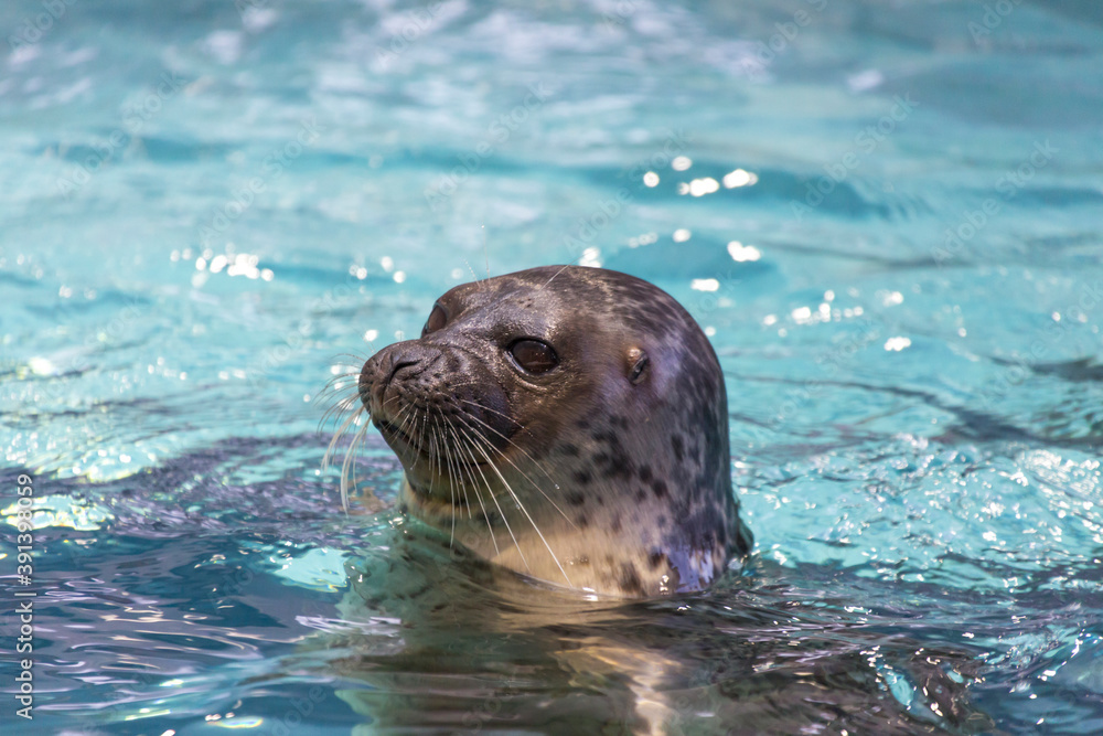 Obraz premium 水から顔を出すワモンアザラシ