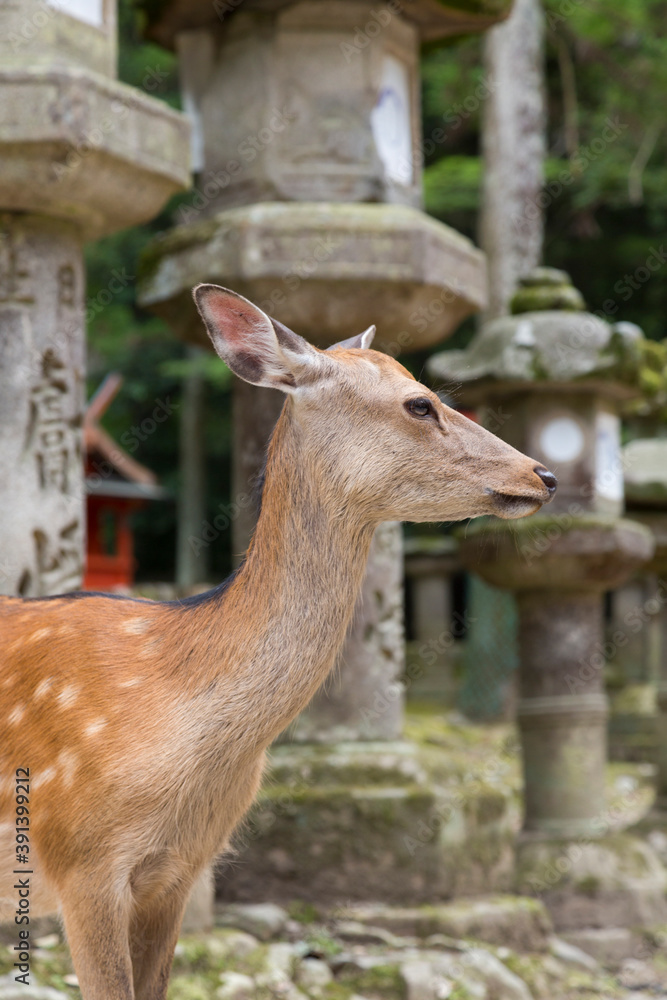 Obraz premium 石灯籠と鹿