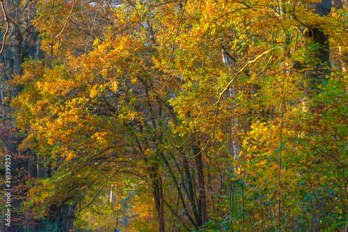 Trees in autumn colors in a forest in bright sunlight at fall, Baarn, Lage Vuursche, Utrecht, The Netherlands, November 9, 2020