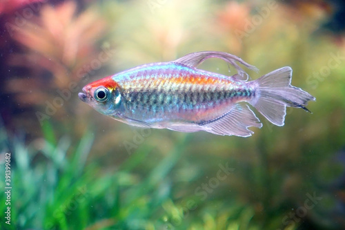 Congo tetra fish, aquarium tank fish