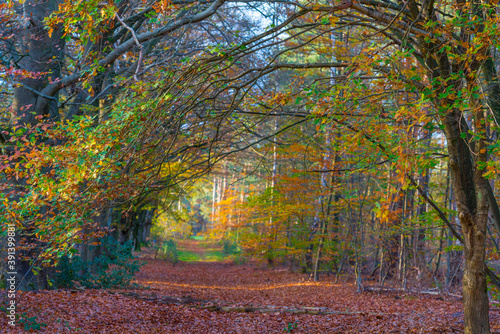 Trees in autumn colors in a forest in bright sunlight at fall, Baarn, Lage Vuursche, Utrecht, The Netherlands, November 9, 2020 © Naj