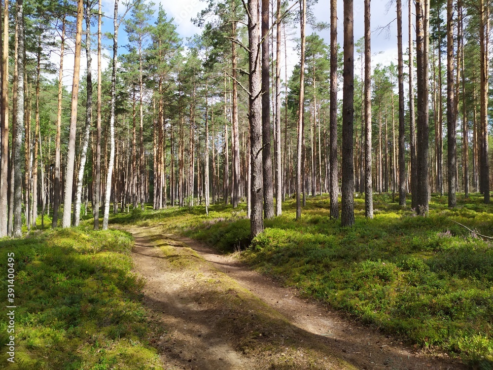 Fototapeta premium path in the woods