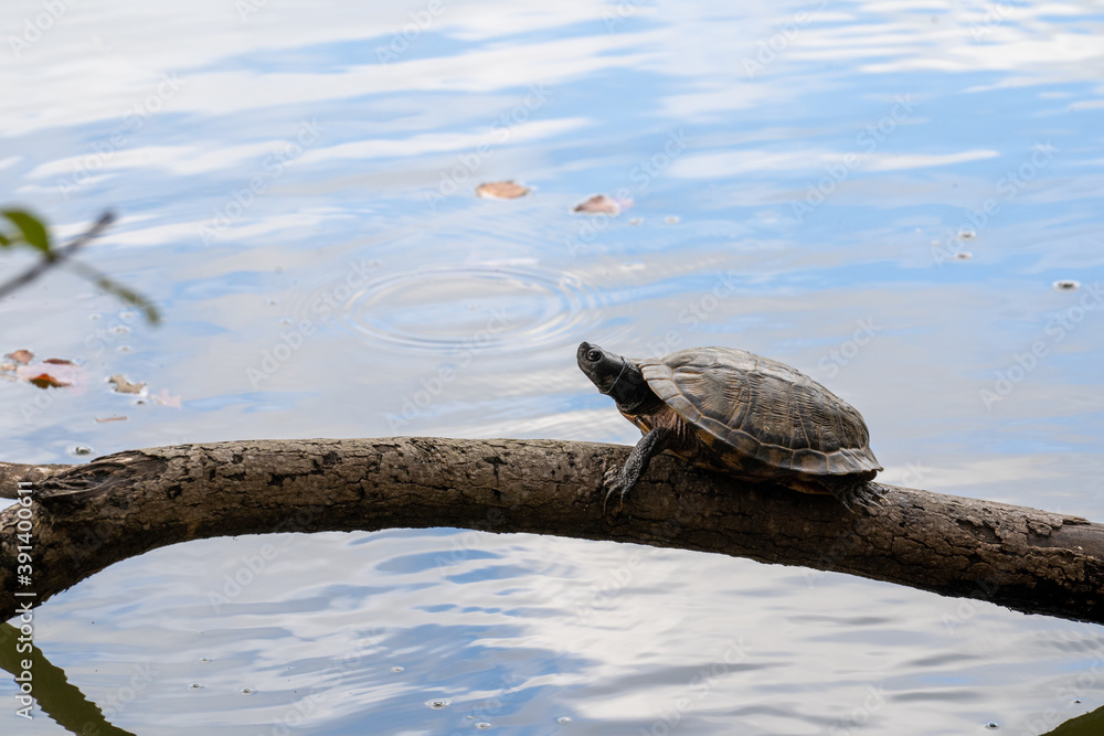 Fototapeta premium single turtle